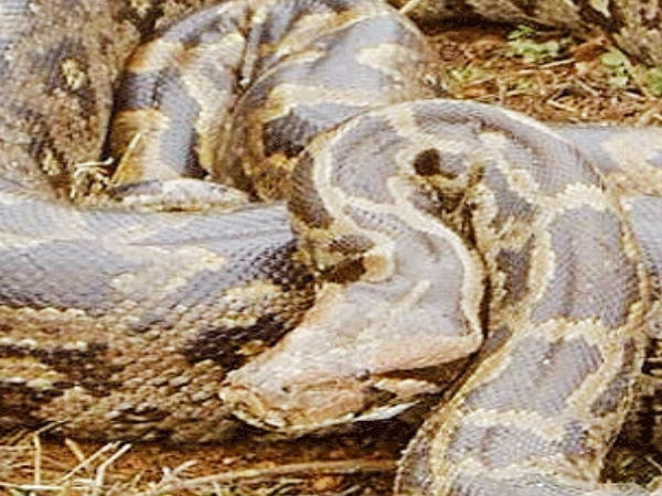 పాకాల అభయారణ్యం, వరంగల్