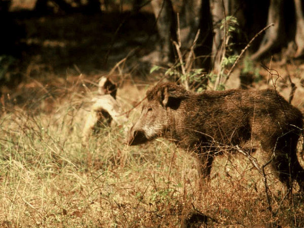 శ్రీలంక మల్లేశ్వర సంక్చురి , కడప