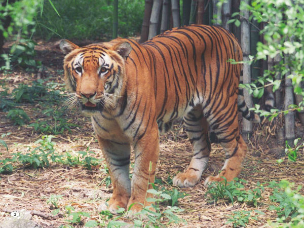 అమ్రాబాద్‌ పులుల సంరక్షణా కేంద్రం, శ్రీశైలం