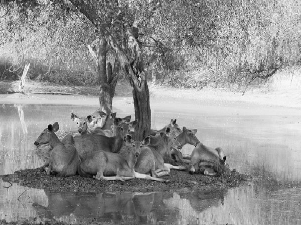 సరిస్క నేషనల్ పార్క్, సరిస్క