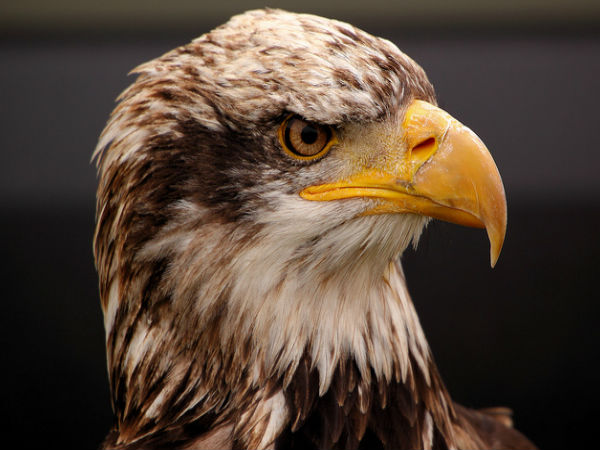 క్రిష్ణపూర్ , నెర్సా