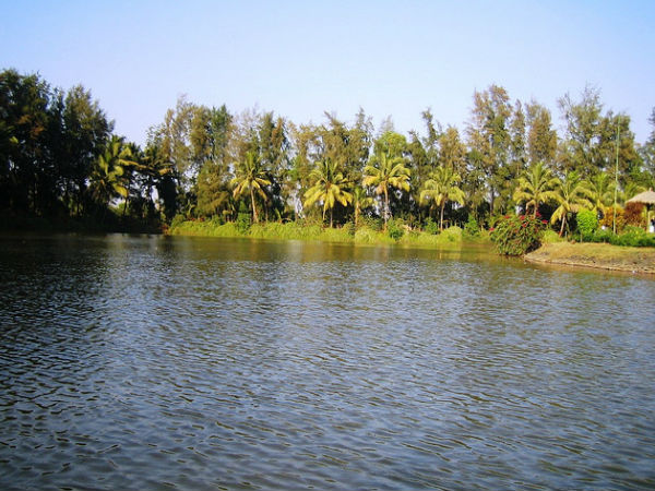 వంగంగా సరస్సు, సిల్వస్సా