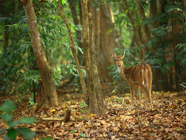 తేన్మల, పునలూర్