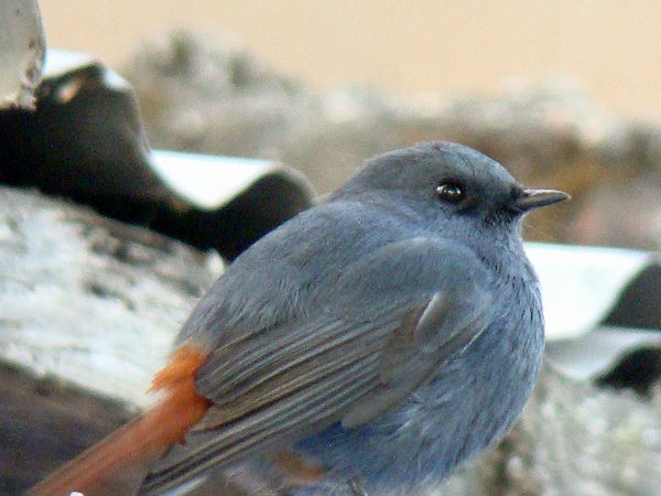 సట్టాల్, భిమ్‌తాల్