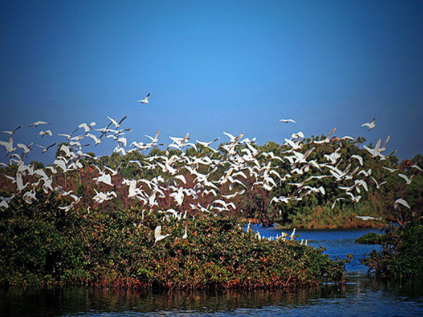 వేదంతంగల్ : పురాతన పక్షి అభయారణ్యం