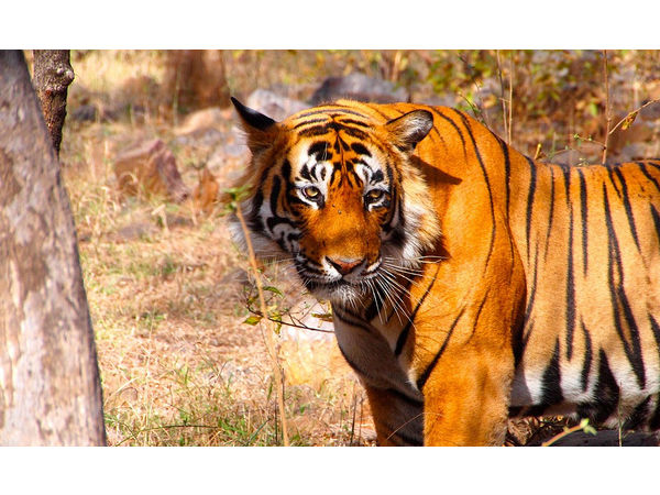 రనతంబోర్ నేషనల్ పార్క్