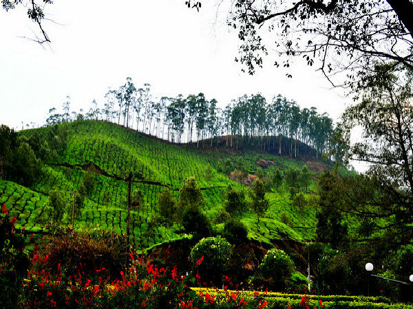 బ్లోస్సోమ్ అంతర్జాతీయ పార్క్