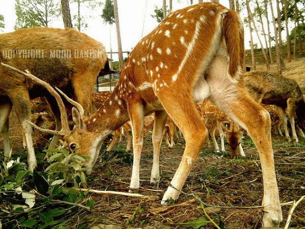 డీర్ పార్క్ లేదా జింకల పార్కు