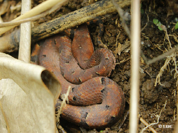 స్యాంక్చురీలు 