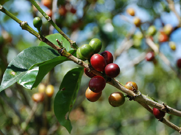 కాఫీ మరియు పెప్పర్ తోటలు