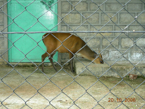 కస్తూరి జింకల అభయారణ్యం