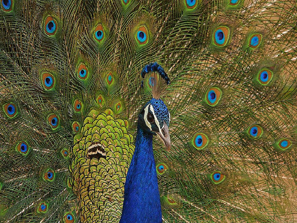 కుంభాల్ ఘర్ వన్య ప్రాణుల అభయారణ్యం