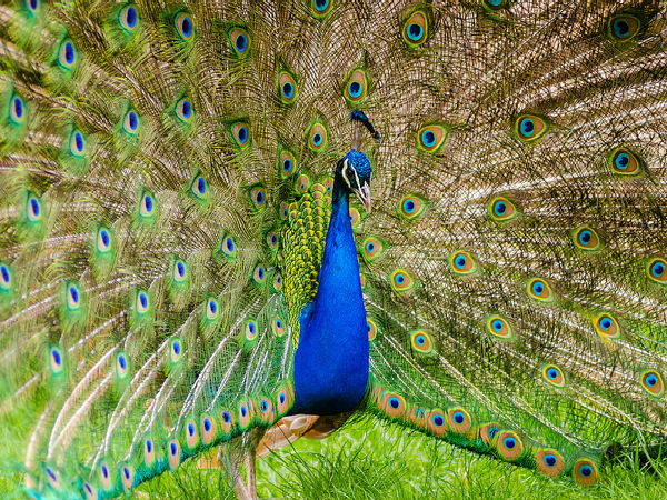 అటవీ అందాలకు నిలయం