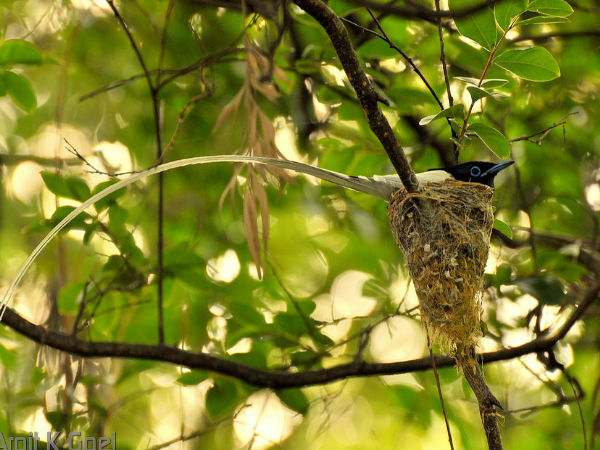 నేవ్గల్ ఖడ్ 