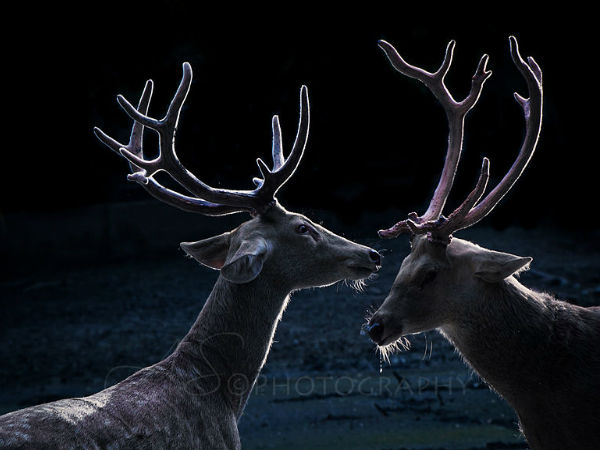 శారద వంతెన 