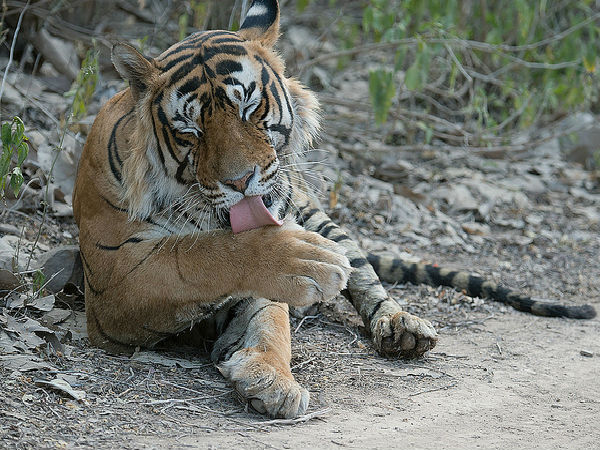 దుధ్వా నేషనల్ పార్క్ 