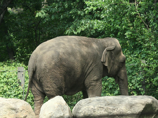 జంతు, వృక్ష మరియు పక్షి సంపద 