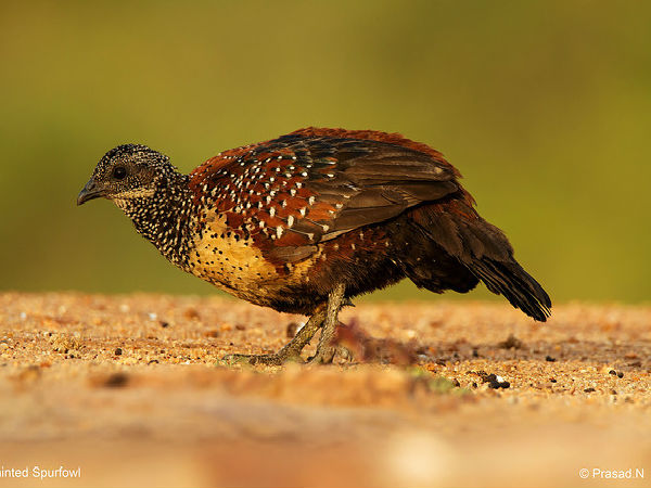 దరోజి బేర్ స్యాంక్చురీ