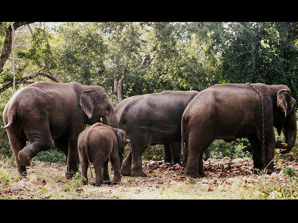 దుబరే ఎలిఫెంట్ క్యాంప్ 