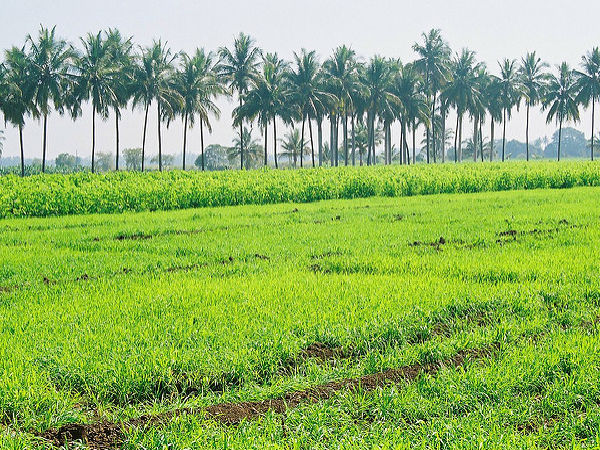 వ్యవసాయ పంట పొలాలు, బారామతి 