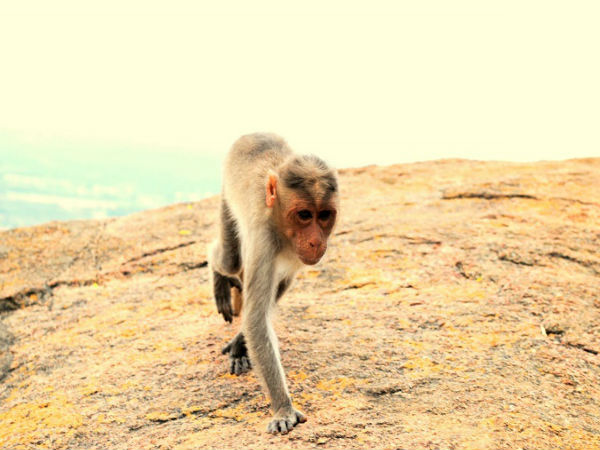 కోతులు, శివగంగ