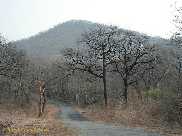 కావేరి వైల్డ్ లైఫ్ స్యాంక్చురీ 