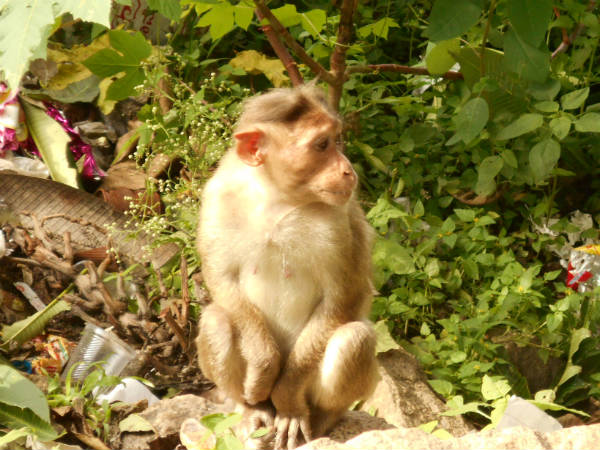 కోతులు .. జాగ్రత్త !