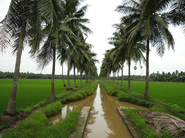 పంటపొలాలు