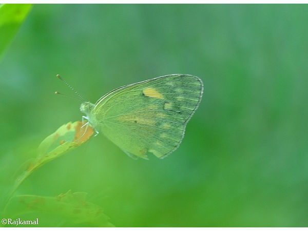 ఓవలేకర్ బటర్ ఫ్లై ఫామ్ ఆఫ్ వాడి, థానే