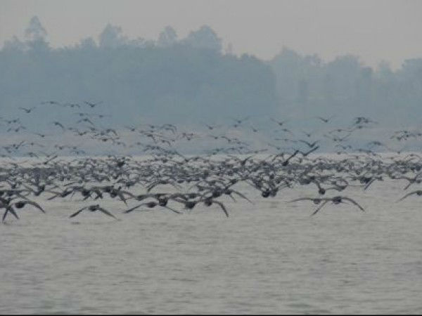 పాంగ్ లేక్ సంరక్షణ కేంద్రం