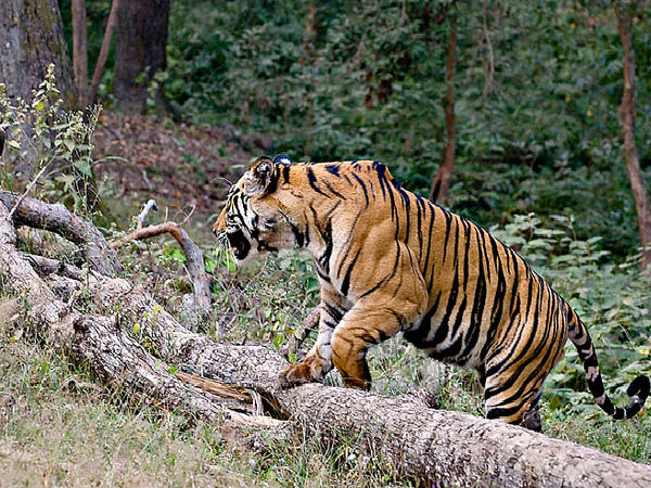 దండేలి వన్య ప్రాణుల అభయారణ్యం