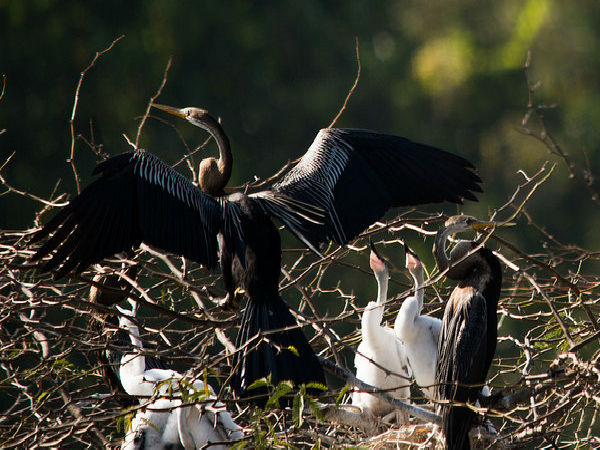 వలస పక్షులు, అడయార్ పార్క్
