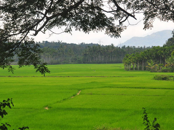 సుల్తాన్ బతేరి పచ్చని వరి పంటలు