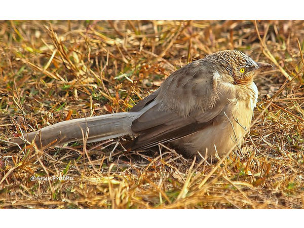 ఎడారి లో కనిపించే పక్షులు