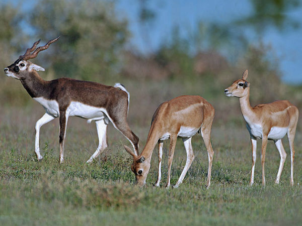 ఎడారిలో కనిపించే జంతువులు