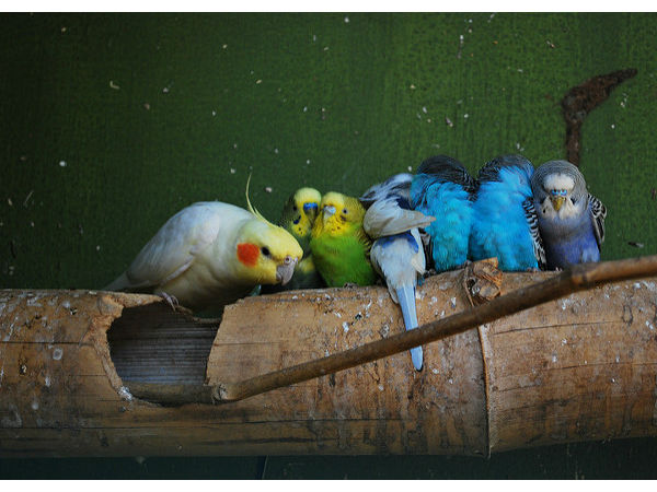 బందీపుర్ - మరుపురాని అరణ్య యాత్ర !