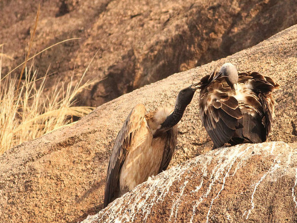 బర్డ్ వాచింగ్