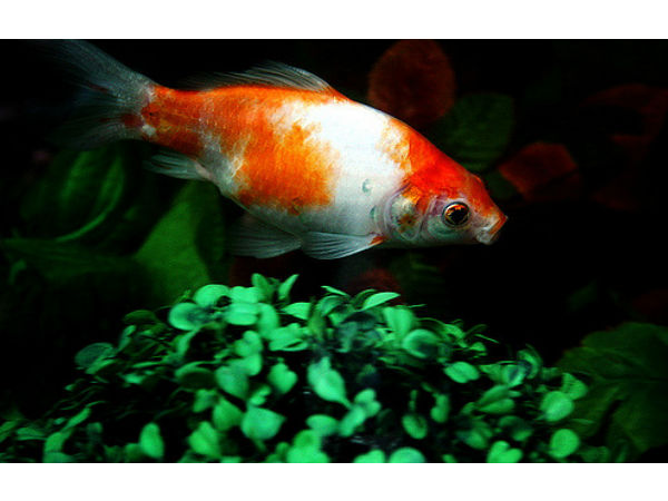 దాట్డ సీ వాల్డ్