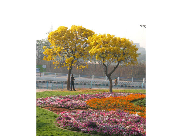 పూల అందాలు