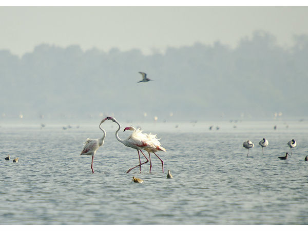 తేలినీలాపురం