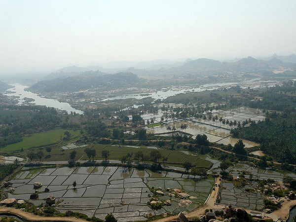 పంటపొలాలు