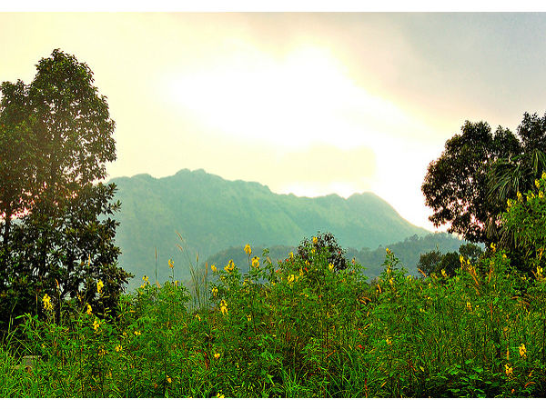 పక్షులు 