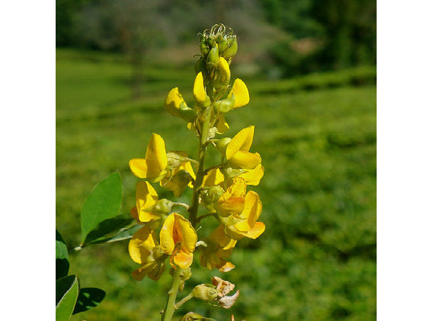 టేమి టీ గార్డెన్ 