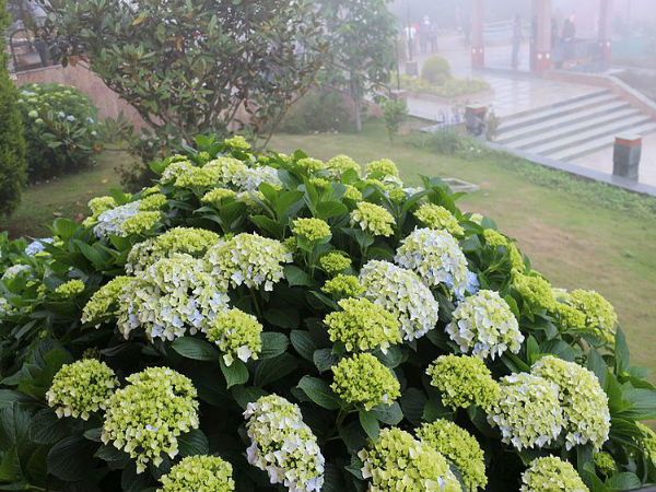 రాక్ గార్డెన్ 