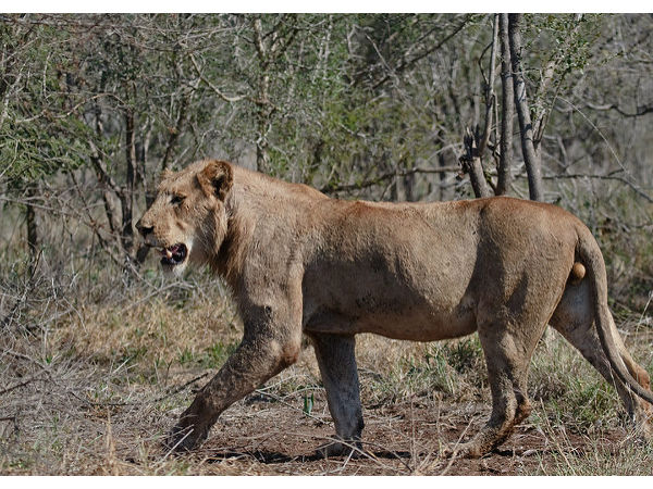 మాయని పక్షుల అభయారణ్యం