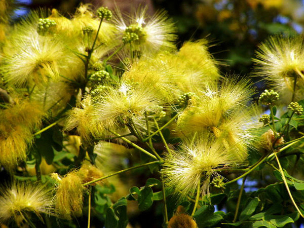 పంచగాగ్ జలపాతాలు