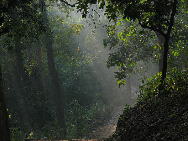 కార్బెట్ నేషనల్ పార్క్
