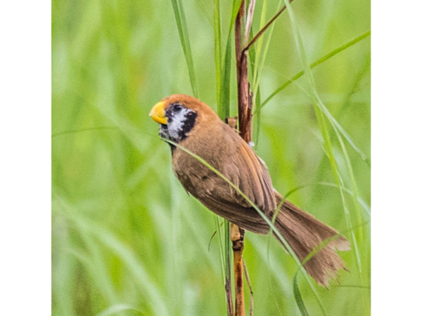 పంబరి రిజర్వ్ ఫారెస్ట్