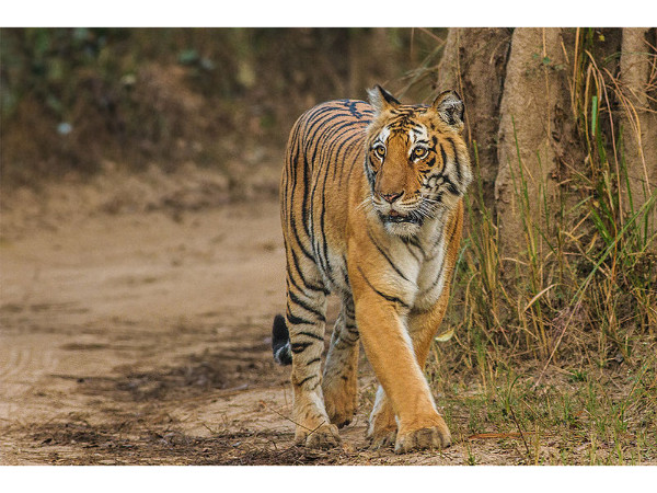 జంతు జాలము