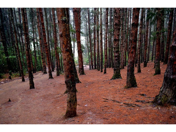 పైన్ ఫారెస్ట్